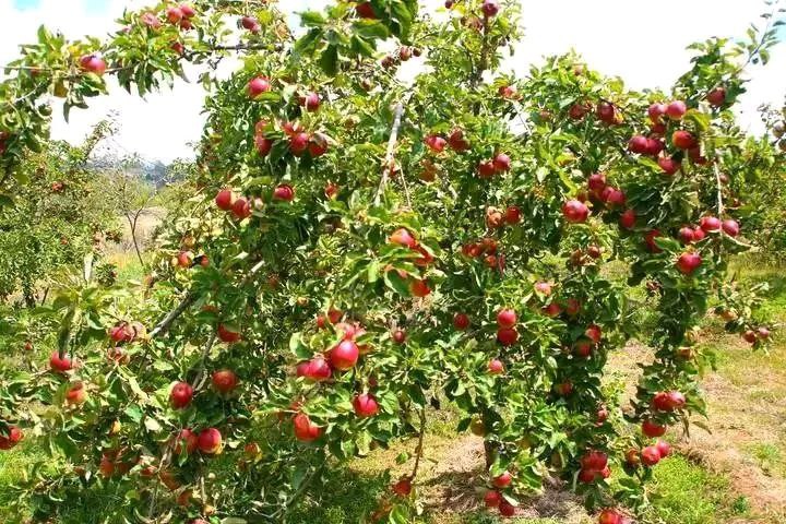 photo_2025-06-15_07-44-55 (2)
